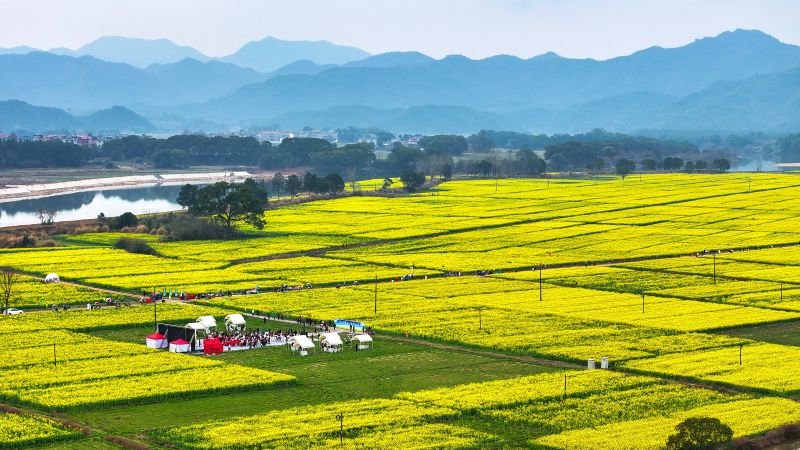 江西吉水：油菜花海醉游人