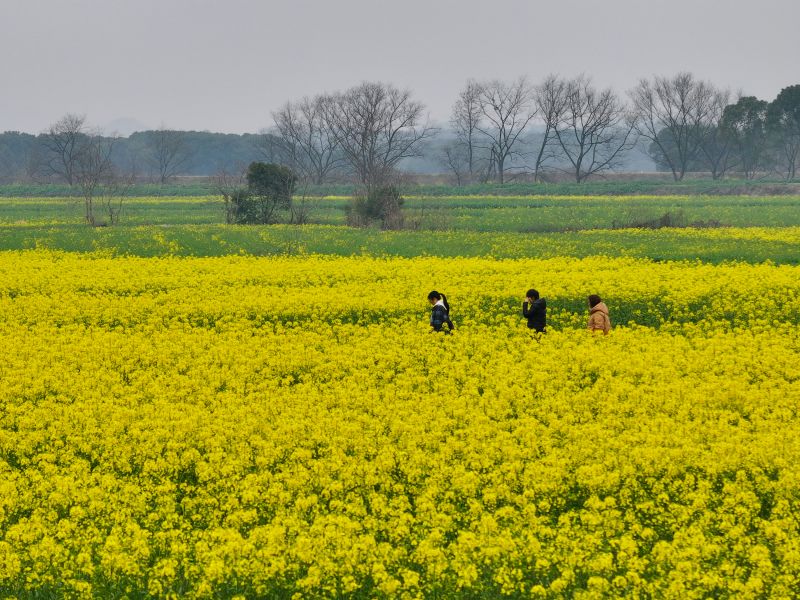 江西铅山：油菜花开引客来