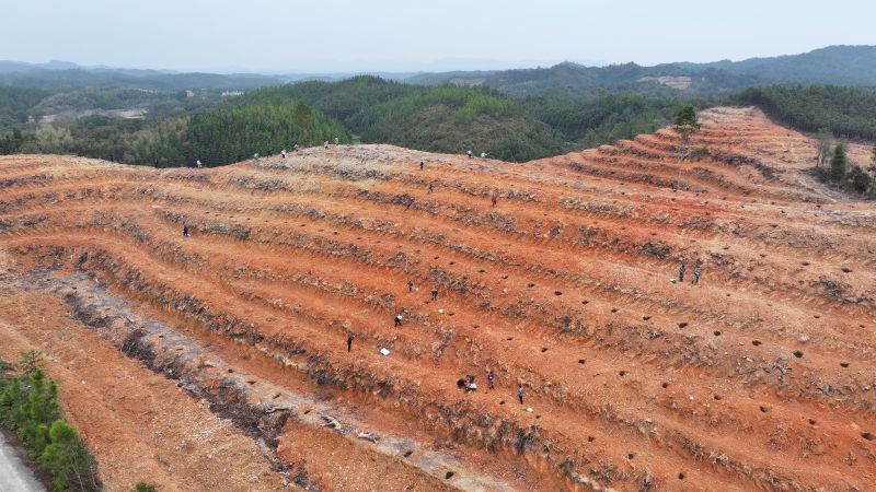 江西永丰：植树节种油茶 助力乡村振兴