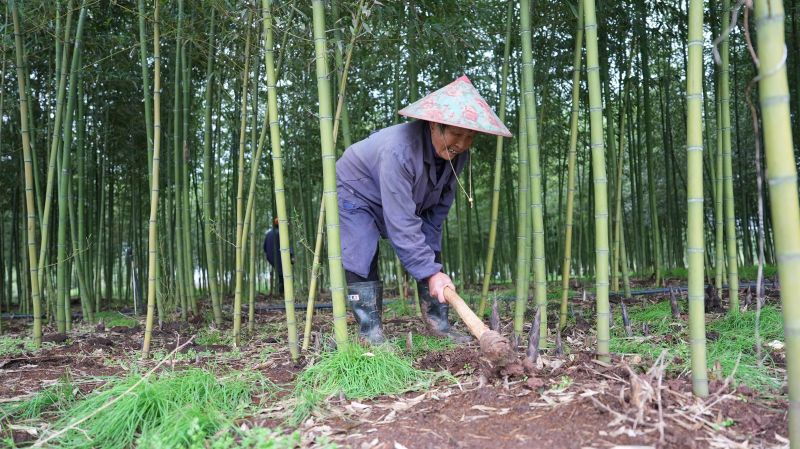 江西永丰：雷竹笋采挖忙