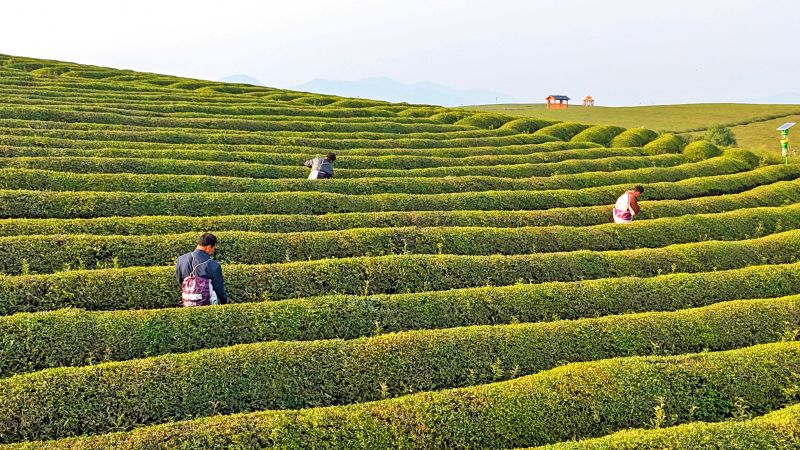 赣江新区：茶园春意浓  茶农管护忙