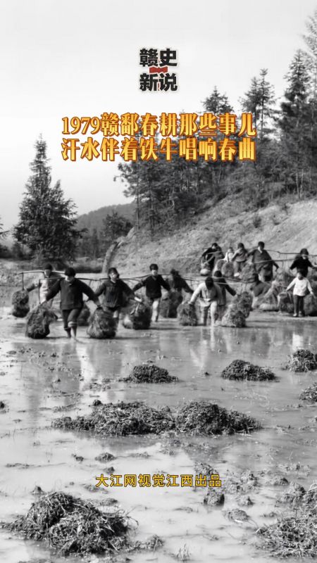 1979赣鄱春耕那些事儿 汗水伴着铁牛唱响春曲