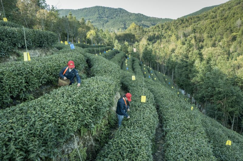 江西吉水：盘岭有机茶采摘忙