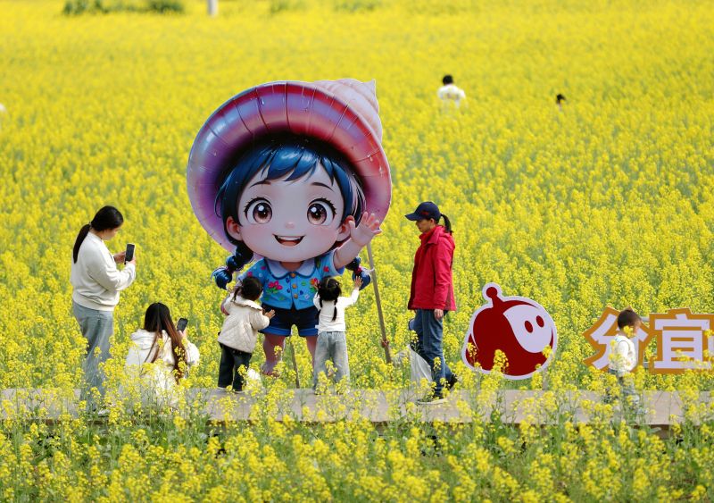 江西分宜：油菜花开醉春光