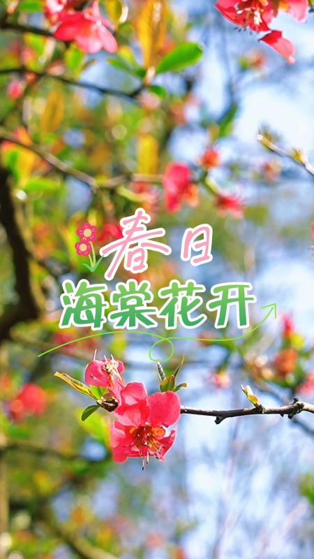 江西萍乡：春日海棠花开