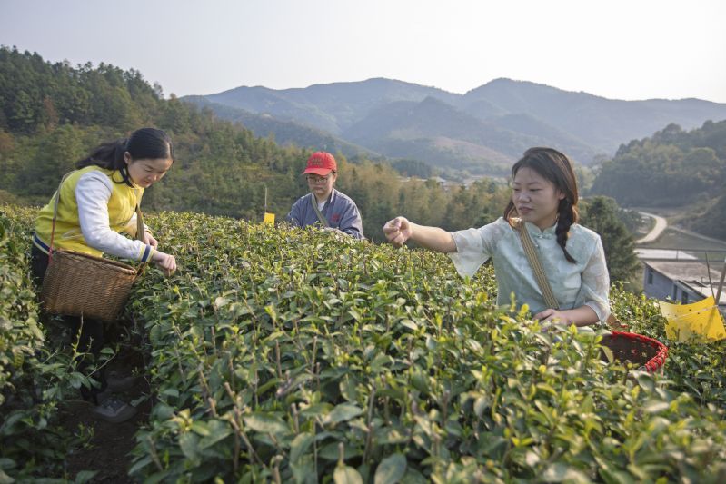 江西吉水：明前茶  采摘忙