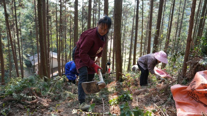 江西永丰：青山添绿意 林下促增收