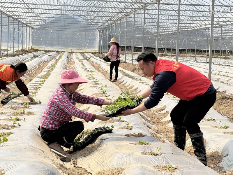 江西永丰：金瓜育秧正当时 干部助力促春耕