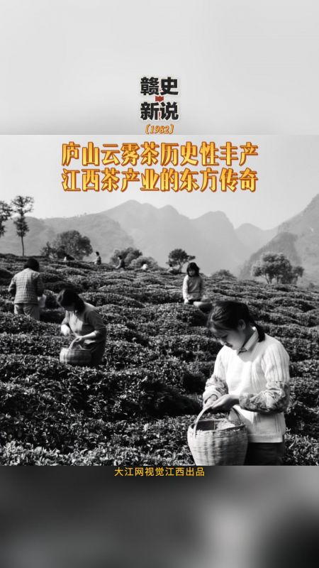 【赣史新说】庐山云雾茶历史性丰产 江西茶产业的东方传奇