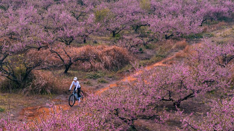 【视频】江西峡江：黄桃花开绘春景 农旅融合促振兴