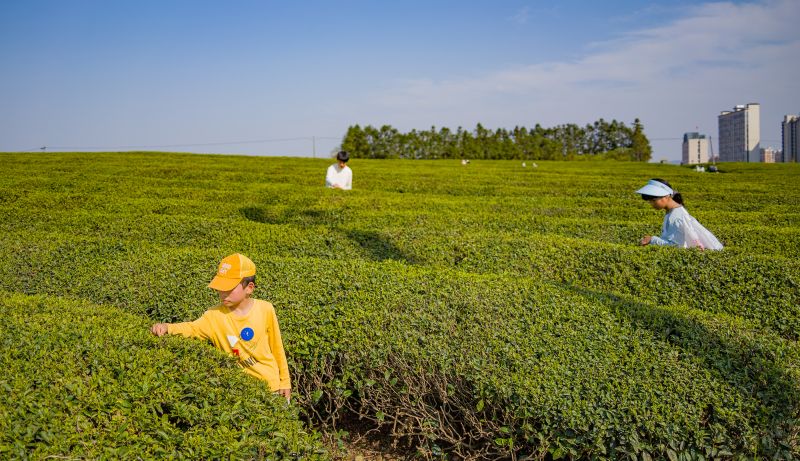 江西金溪：春茶飘香采摘忙
