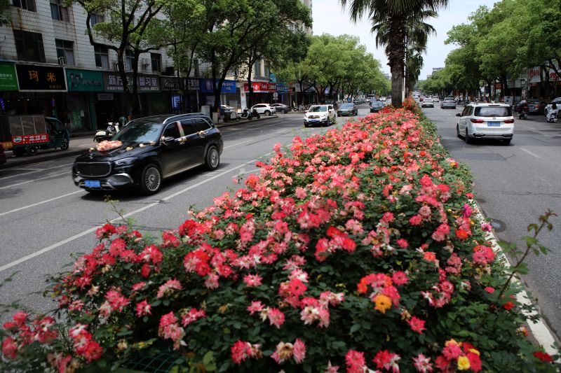 江西宜春：春花点缀秀美街道