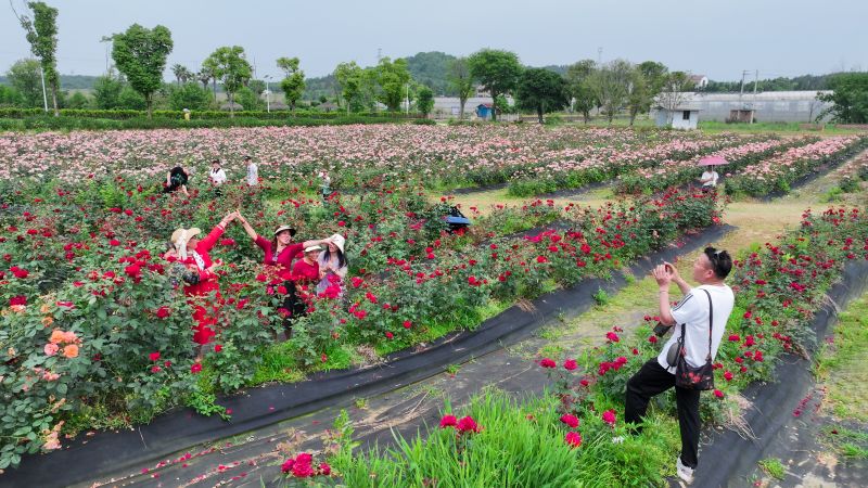 江西吉安：花海田园 欢乐游玩