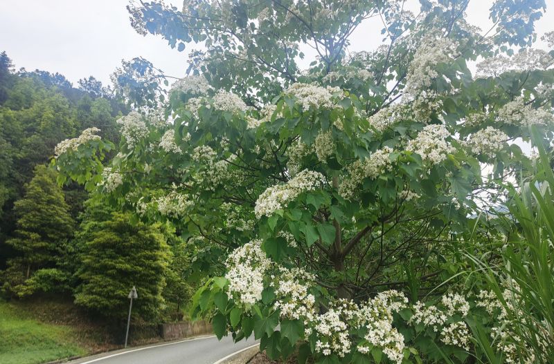 江西安福：油桐花盛放绘就夏日美景