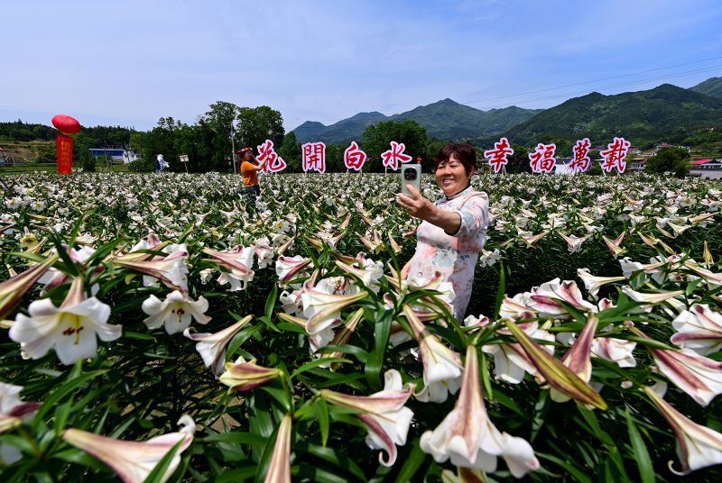 江西万载：百合花开引客来