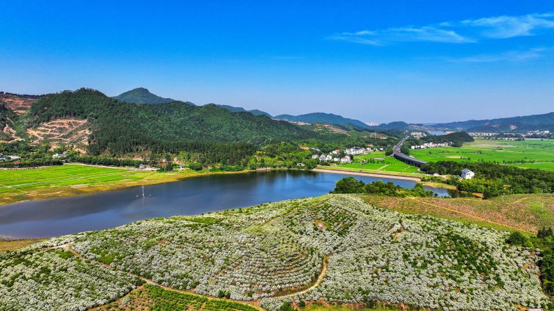 江西吉水：栀子花开香满村