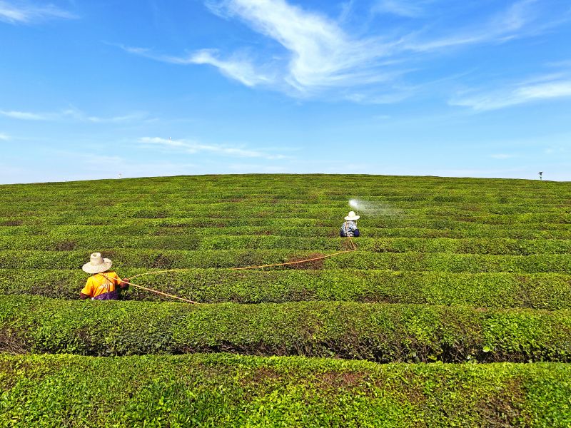 赣江新区：初夏茶园管护忙