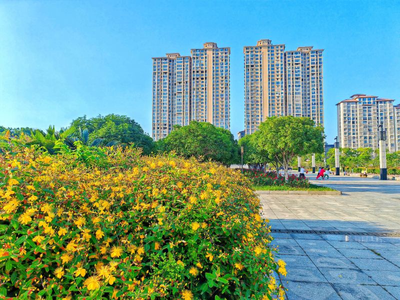 江西分宜：金丝桃盛放 扮靓广场