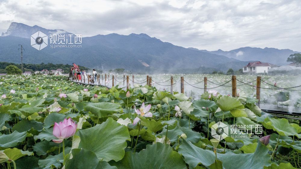 7月9日，游客在江西省庐山市?；嵴蚺砩酱搴苫ㄖ种不毓凵秃苫?。