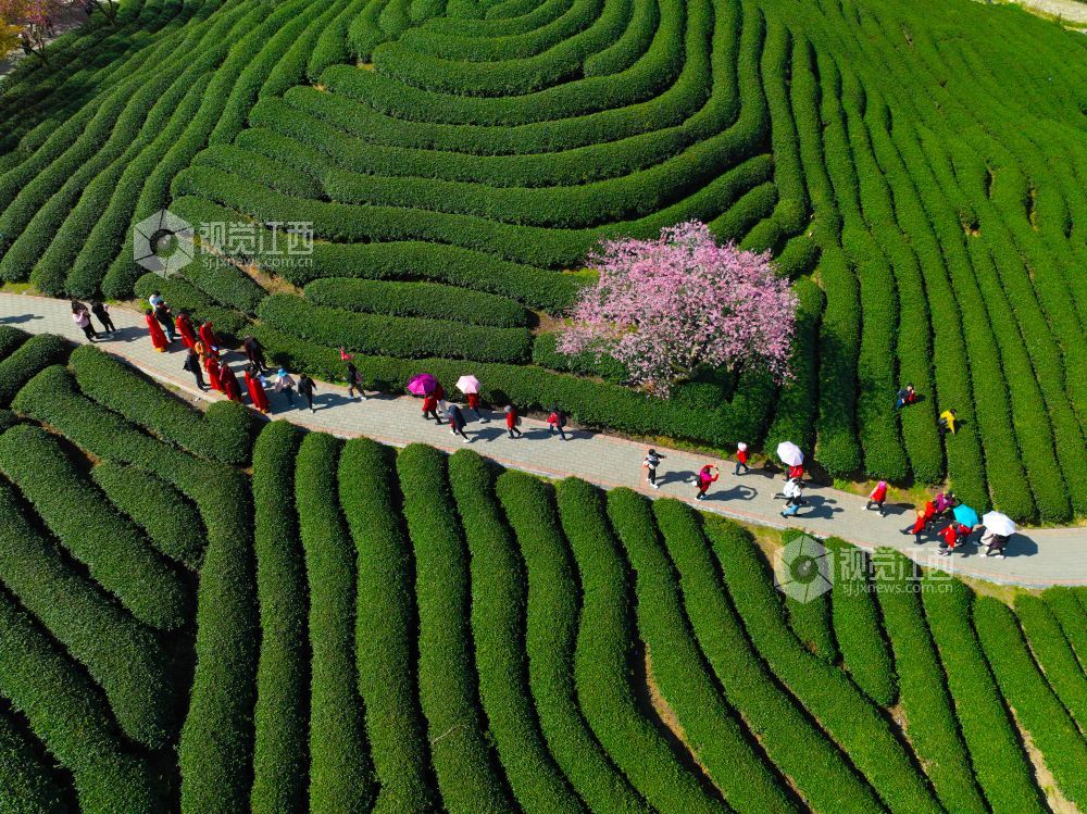 这是2023年2月17日在福建省漳平市永福镇的台缘山庄永福?；ㄔ芭纳愕囊蛔榛?。