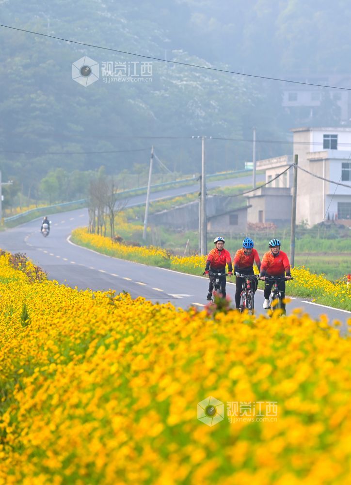 2023年5月12日，小轿车行驶在江西省宜春市万载县鹅峰乡多江村通往白良镇范塘村十里格桑花乡村公路上。