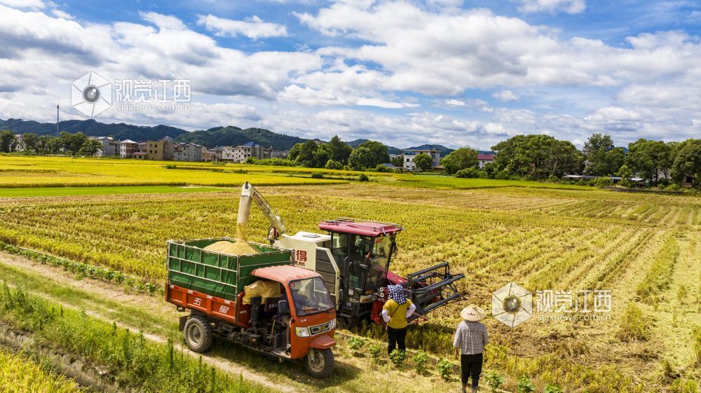 2023年7月3日，江西省吉安市吉水县丁江镇塘边村，收割机来回穿梭，村民在抢抓农时收割早稻，确保颗粒归仓。