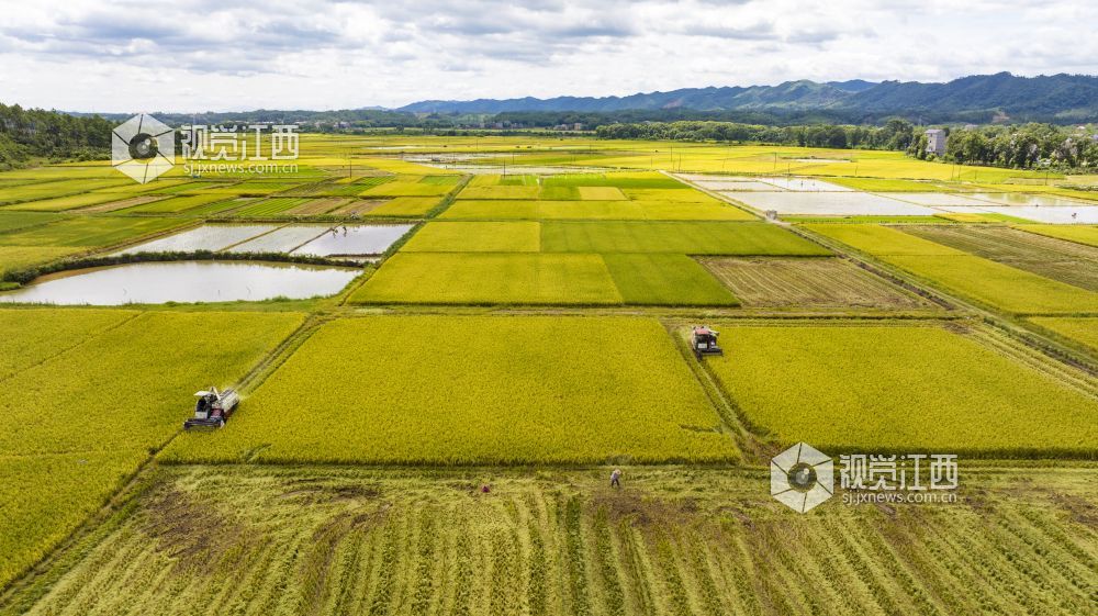 2023年7月3日，江西省吉安市吉水县丁江镇塘边村，收割机来回穿梭，村民在抢抓农时收割早稻，确保颗粒归仓。