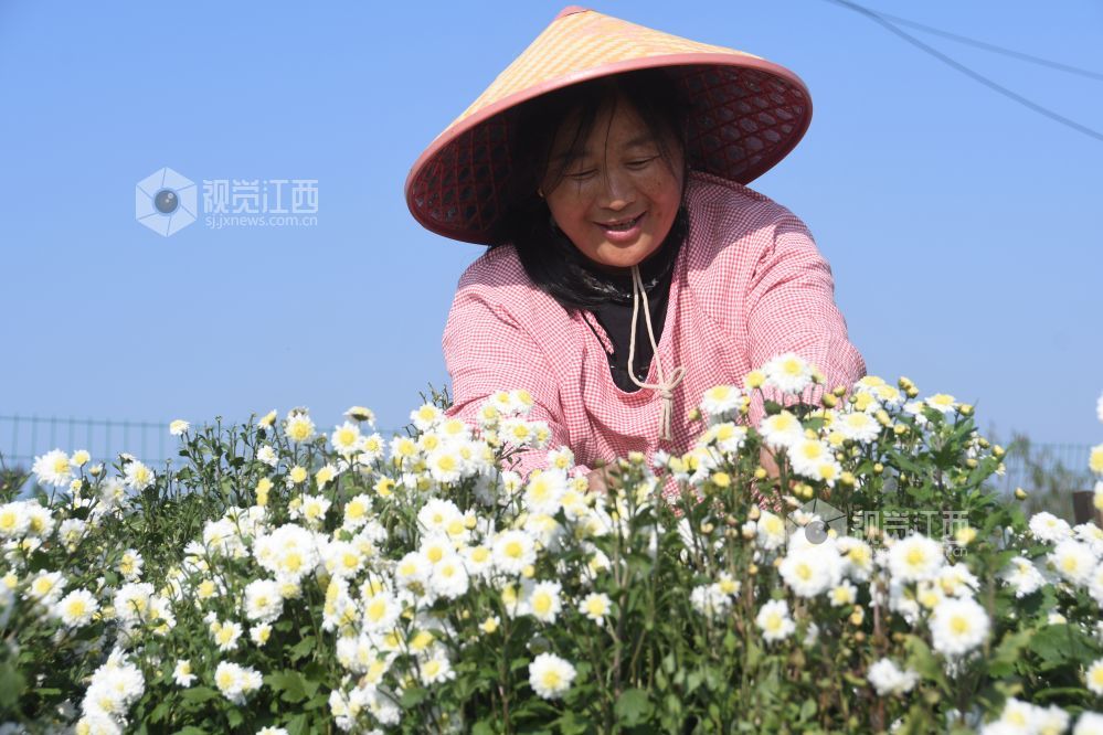 2023年11月14日，初冬的江西省鄱阳县鄱阳镇道汊村乡村振兴产业基地菊花飘香，黄菊、白菊以及各色菊花争相开放，村民们抓住晴好天气进行采摘和烘干?；啬谝慌煞泵跋?。