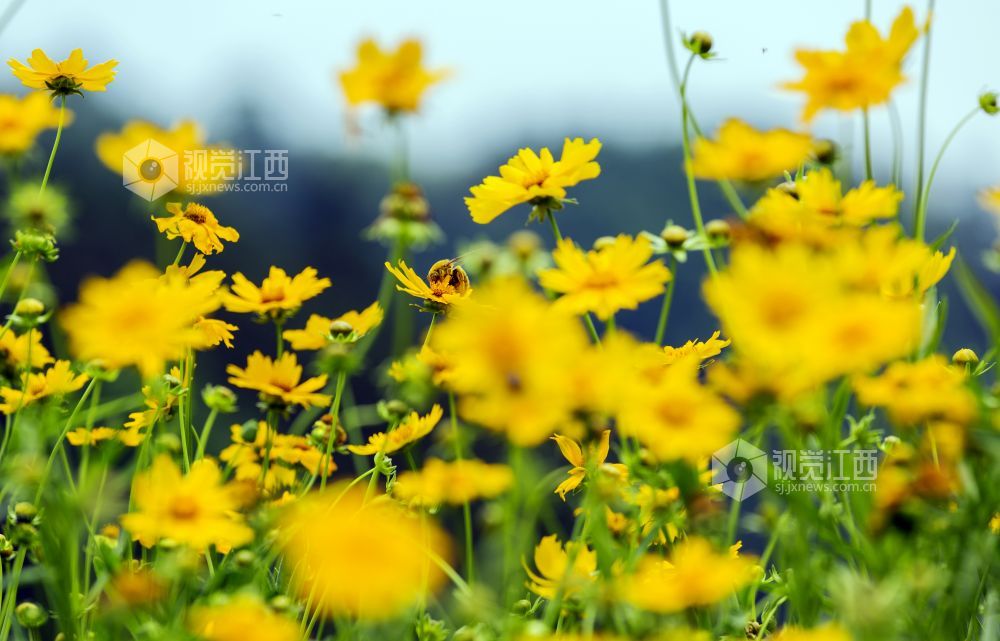 5月8日，在江西省新余市渝水区良山镇下保村，蝴蝶在花海中翩翩起舞。
