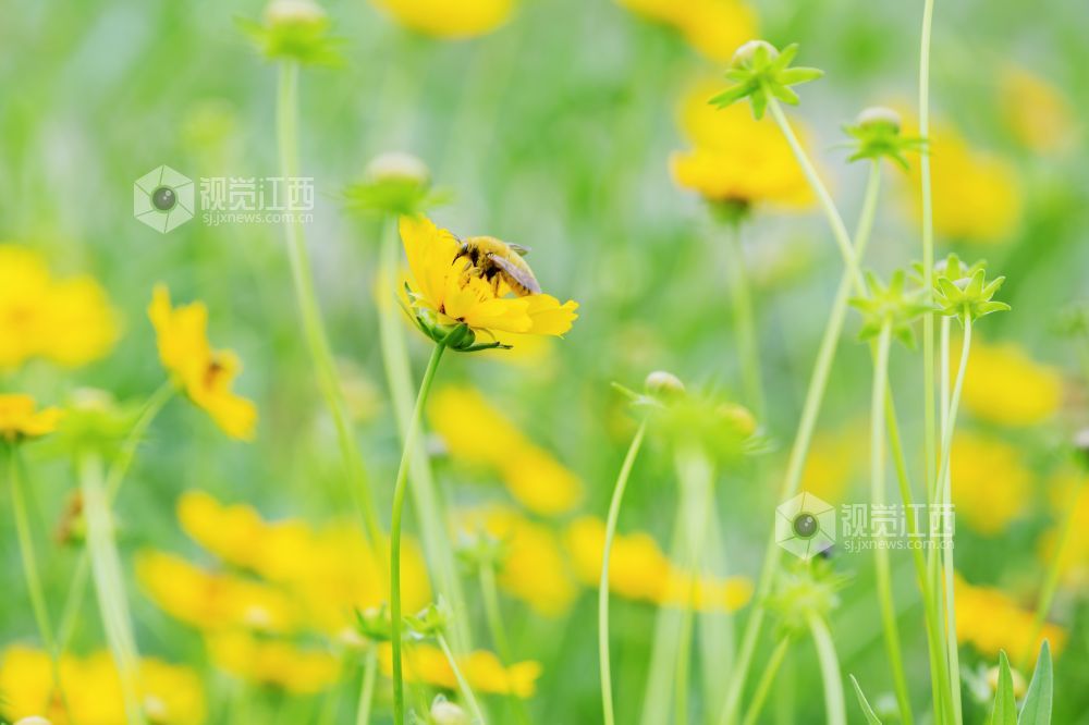 蝴蝶在格?；ㄖ恤骠嫫鹞琛? bigimg=