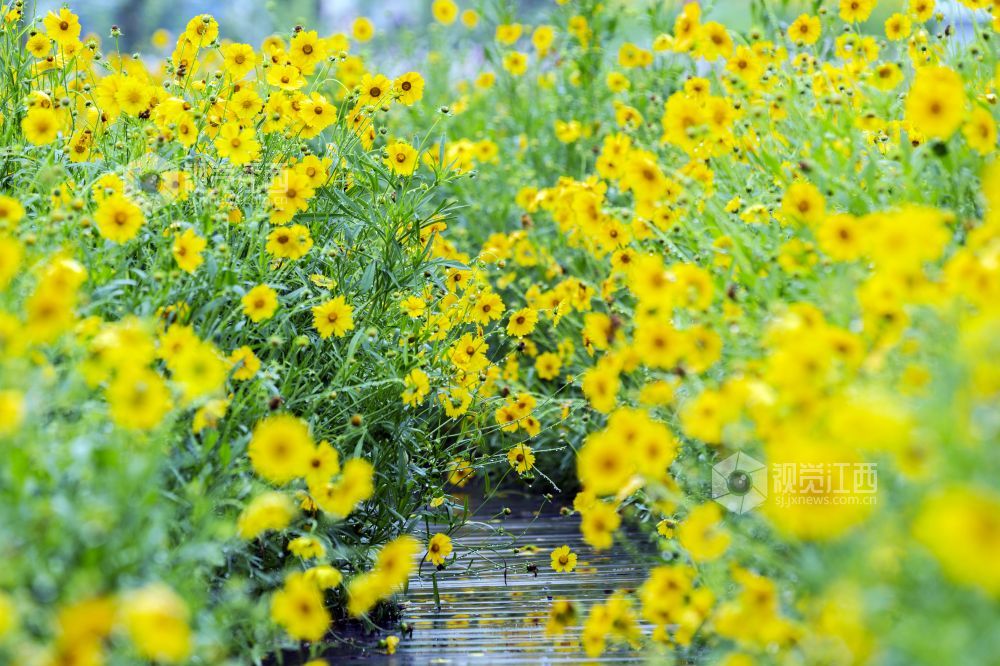 蜜蜂在格桑花中采蜜。